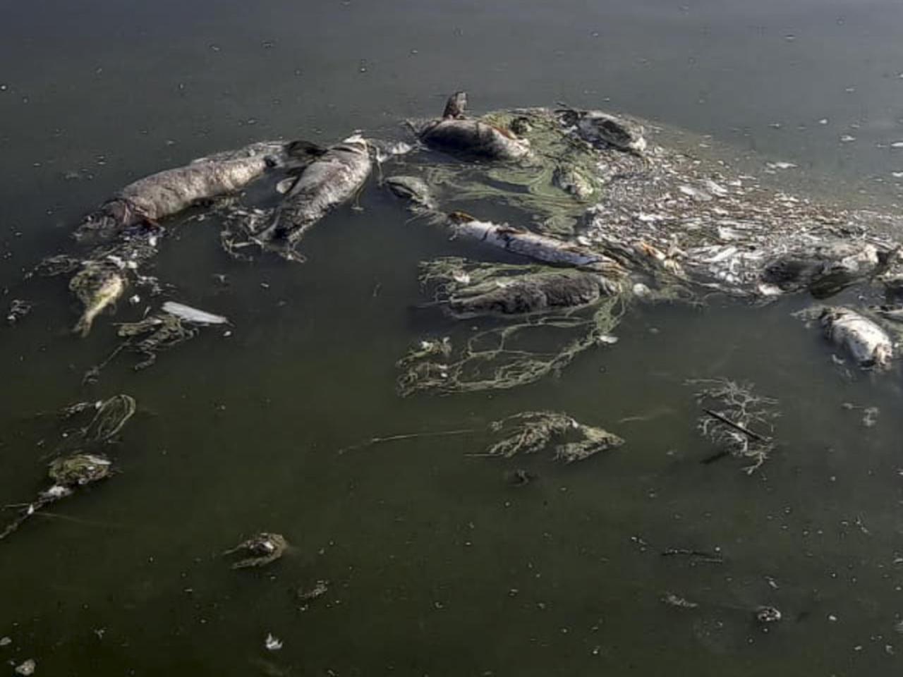 Lubuskie: Śnięte ryby w Odrze. Wędkarze mówią o katastrofie ekologicznej