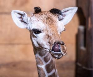 Mała żyrafa w zoo we Wrocławiu. Zobacz, jak poradziła sobie na swojej pierwszej sesji. Prawdziwy słodziak! 