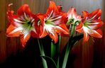 Hippeastrum
