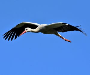 Na Mazury leci pierwszy bocian. Jak wygląda jego trasa?