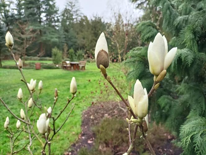 Piękne magnolie pod Poznaniem