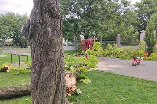 Tarnów. Dziewczynka uderzona przez zerwany konar. Koszmar na placu zabaw w Parku Strzeleckim