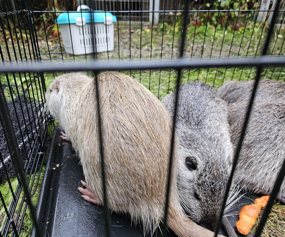 Nutrie z Rybnika zostaną uratowane? Aktywiści odłowili 30 osobników, zanim zrobił to wykonawca