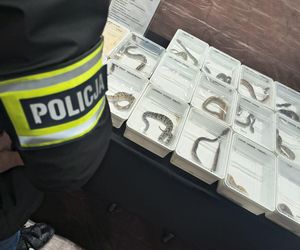 Chcieli nielegalnie sprzedać zwierzęta egzotyczne, przeszkodziła im w tym policja. Mogą usłyszeć zarzuty