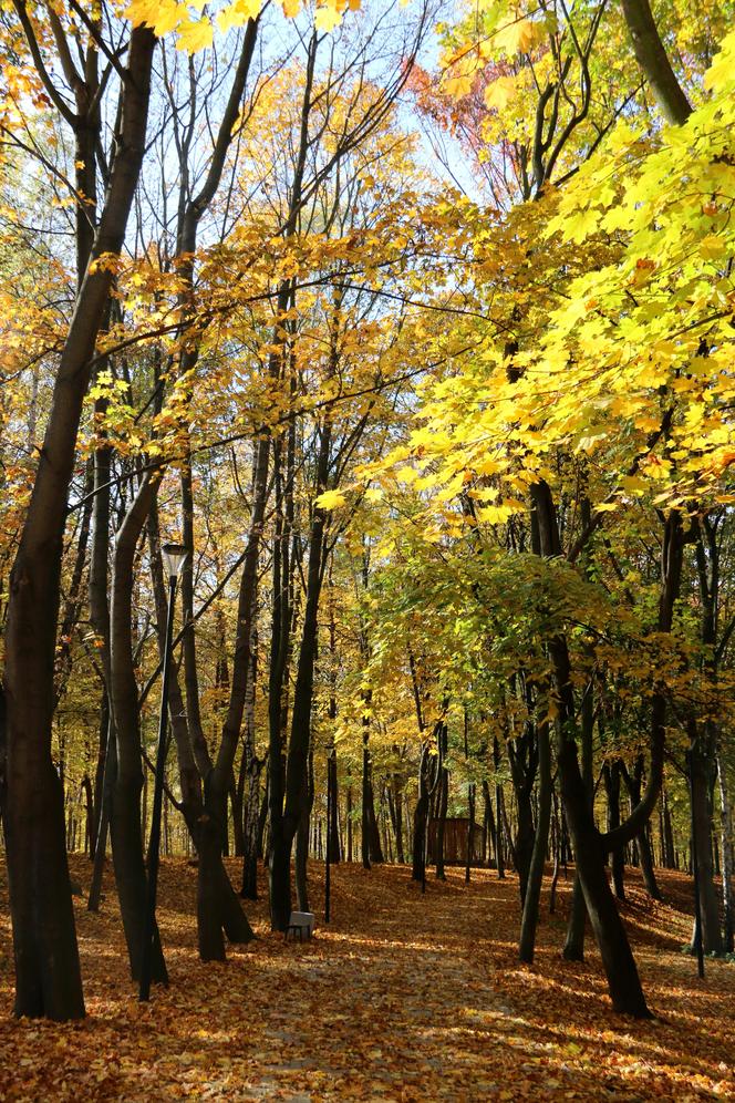 Park Miejski, Starachowice