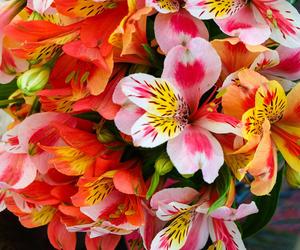 Alstroemeria