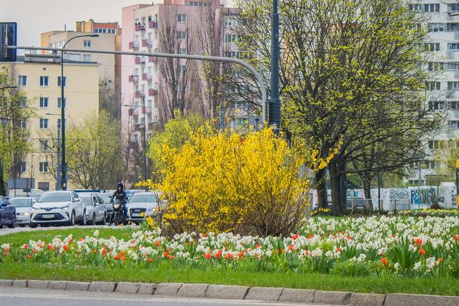 Warszawa jak ogród – tulipany i narcyzy na Placu Zawiszy