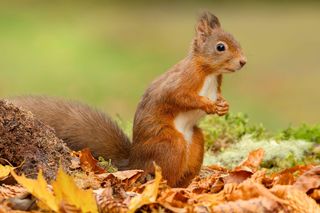 Wiewiórka w ogrodzie. Co oznacza obecność wiewiórki w ogrodzie?