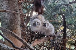 Nietypowa akcja strażaków. Sówki chciały zbyt szybko wylecieć z gniazda? 