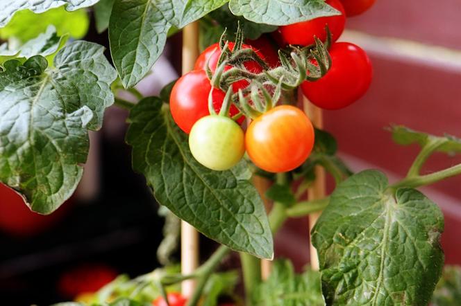 Pomidory koktajlowe na balkonie - kiedy sadzić? Jak uprawiać pomidorki koktajlowe na balkonie? 