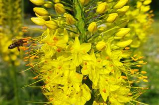 Kieleckie Święto Róż 2023