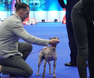 Międzynarodowa Wystawa Psów Rasowych w Poznaniu