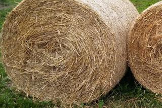 Pan Ryszard nie zdołał oszukać przeznaczenia. Przeżył koszmarny wypadek, zginął pod belą słomy