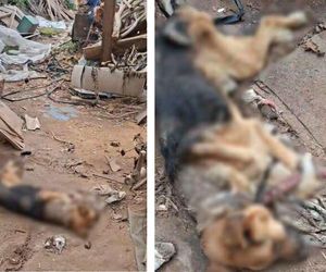 Interwencja OTOZ Animals oddział kujawsko-pomorski