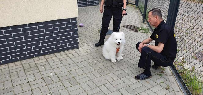Strażnicy miejscy ratowali psa z rozgrzanego pojazdu
