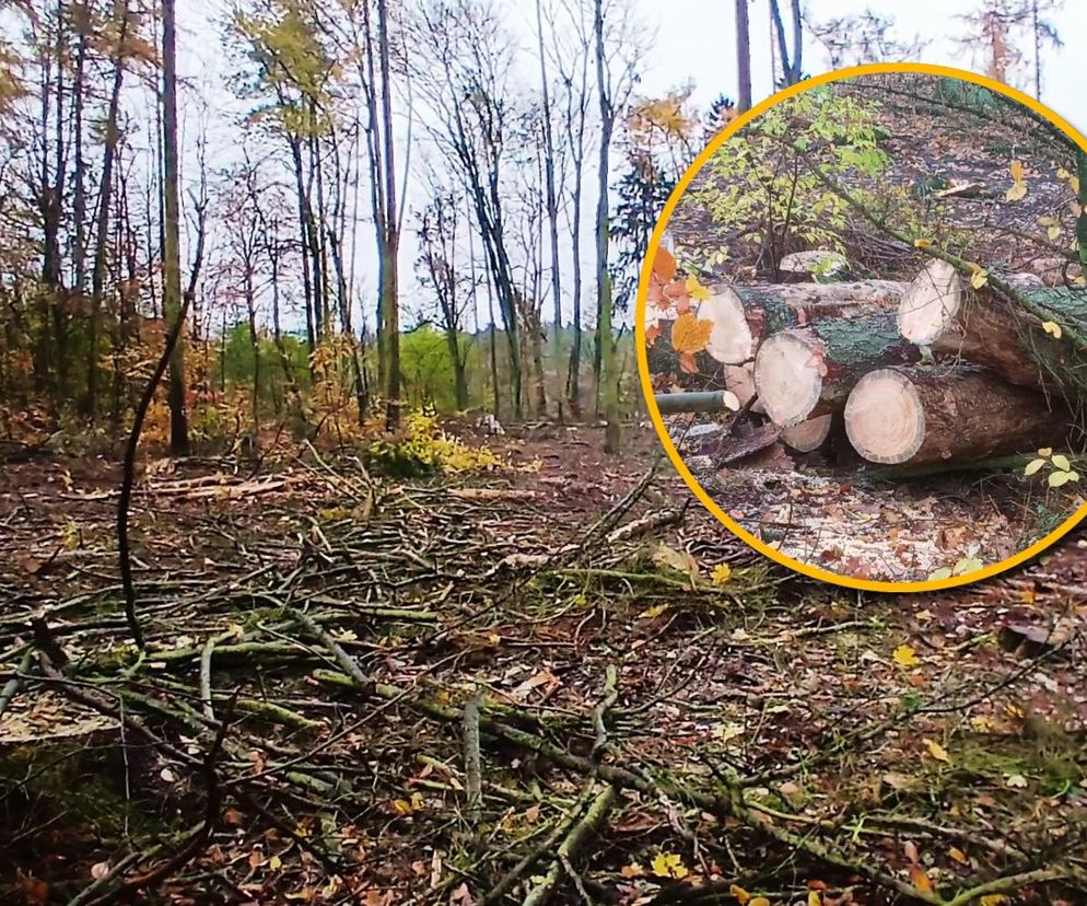 Wielka wycinka w Lesie Arkońskim