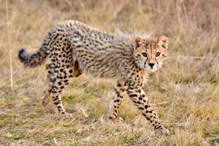 Gepard