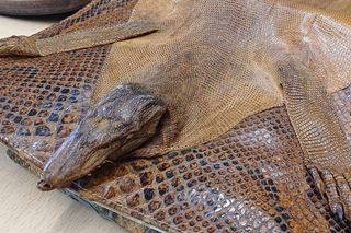 Egzotyczne znalezisko na granicy Podkarpacia 