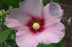 Ketmia 'Pink Resi'