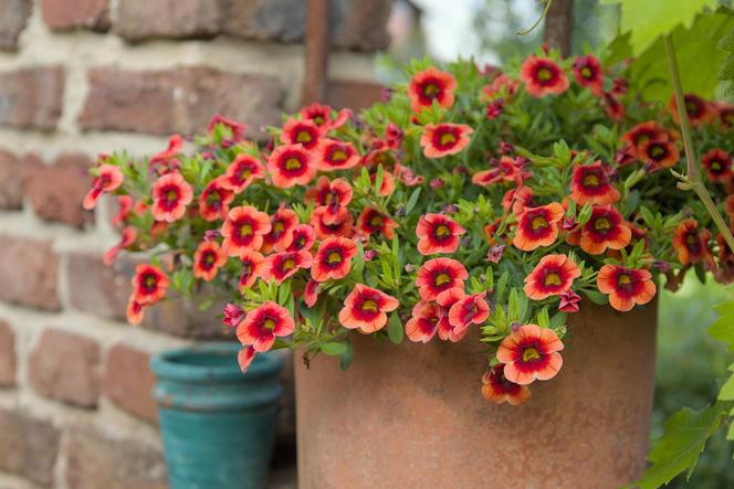 Calibrachoa, Million Bells. Zdjęcia