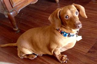 Dennis prawie zmarł z przekarmienia. Jamnik ważył 25 kg! Jak wygląda po intensywnej diecie?