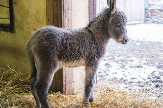Nowy osiołek w ZOO Wrocław