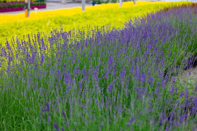 Lawenda wąskolistna BLUE SCENT EARLY