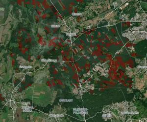 Wycinka lasów w Szczecinie i regionie 