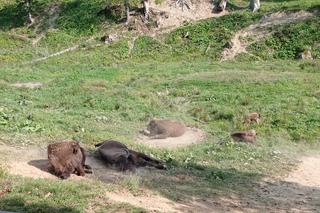 Zagroda Żubrów w Mucznem 