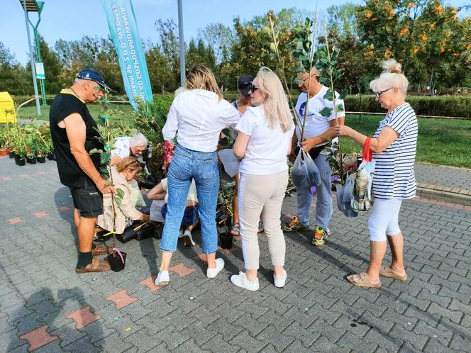 Tłumy mieszkańców Łomży wzięły udział w akcji "Ekologia za sadzonkę"