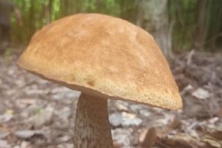 Pierwsze grzyby są już w woj. lubelskim!