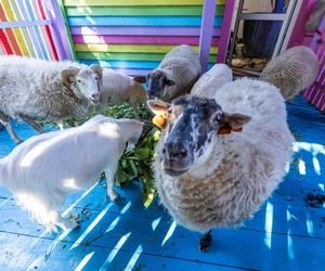 Owce zajadają się słonecznikami