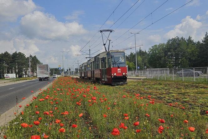 Kwietne łąki w Toruniu. MZK chwali się estetycznymi i ekologicznymi walorami