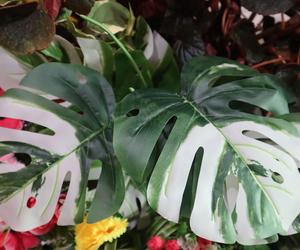 Monstera variegata