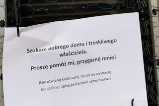 Kociak porzucony pod sklepem 