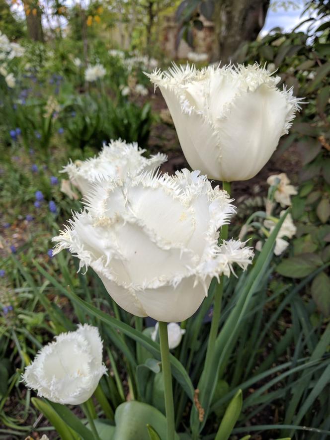 Tulipany strzępiaste