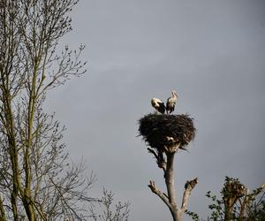 Ponidzie piękne także wiosną