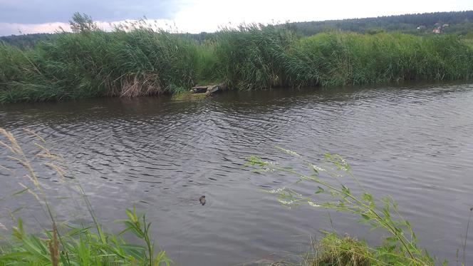 Kiedy będzie kładka na Kamiennej? Mieszkańcy Starachowic czekają od 10 lat [telefon interwencyjny] 