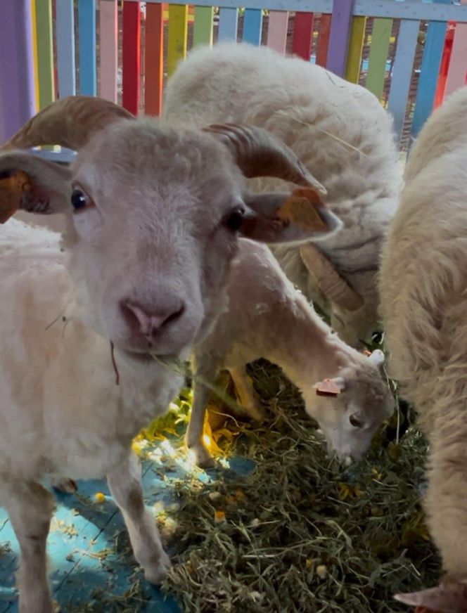 Owce zajadają się słonecznikami