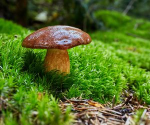 Podgrzybek – czy jest trujący? Jak rozpoznać i przyrządzić podgrzybki?