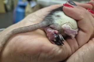 Dramat w Rudzie Śląskiej. Zwierzęta zostały pozostawione na pewną śmierć przy śmietniku