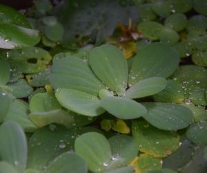 Pistia rozetkowa 