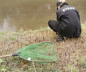 Nutrie w Rybniku są już odławiane