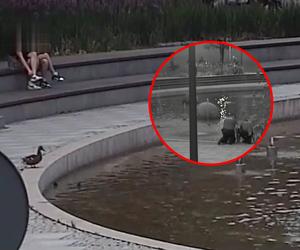 Malutkie kaczuszki utknęły w fontannie. Strażnicy zbudowali specjalne schodki! [Wideo]
