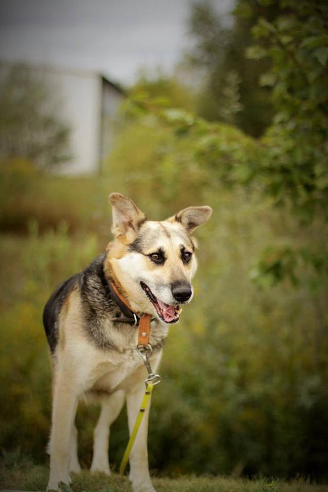 Esme czeka na nowy dom. Adoptuj psa ze schroniska w Białymstoku