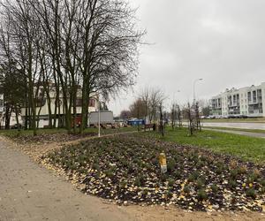 Lawendowy Park Kieszonkowy w Białymstoku