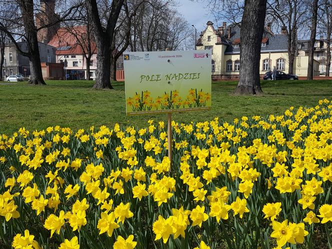 Żółte i niebieskie symbole wiosny w Lesznie