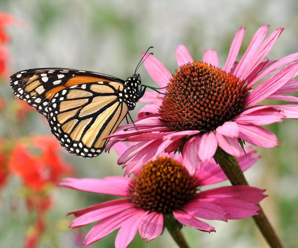 Jeżówka kwitnie całe lato i przyciąga motyle