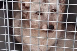 Krysia i Rysia miały być futrem, zamieszkały w fundacji