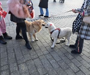 33. Finał WOŚP z grupą krakowskich Golden Retrieverów